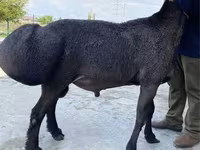 Widder, Blackheaded Persian sheep — Foto 3