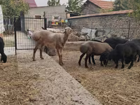 Ram, Arashan sheep — photo 8