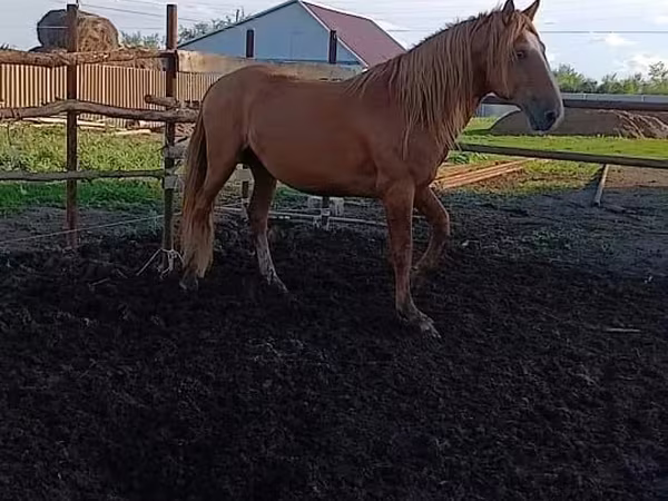 حصان, Kushum Horse