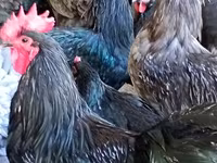 Australorp — photo 2