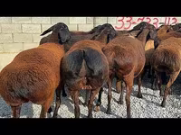 كبش, Hissar sheep — الصورة 2