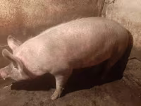 Säue, Schweine — Foto 4