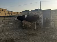 Vaca, Simmental cattle — foto 4