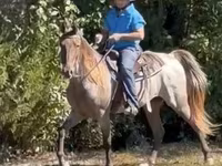 Caballo, Rocky Mountain Horse — foto 6