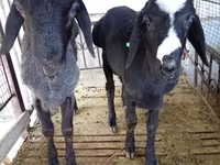 Carnero, Blackheaded Persian sheep — foto 5