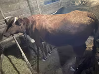 母牛, Swiss cattle — 照片 1