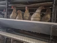Chickens — Foto 1
