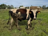 Bulle, Aberdeen-Angus — Foto 4