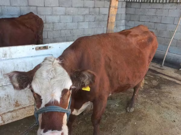 母牛, Latvian Blue cattle