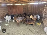 Cabras (lote, sexo no especificado), Cabras — foto 1