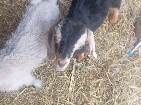 Cabro, Nubian Goat