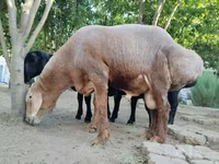 Carnero, Arashan sheep — foto 2