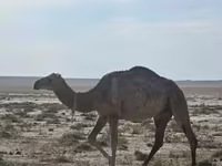 Camellos (lote, sexo no especificado), Anafi camel — foto 3