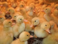 Ducks — photo 1