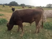 Toro, Raza Alatau — foto 4