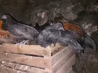 Japanisches Bantam — Foto 2