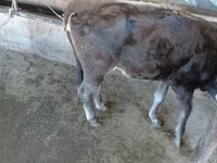 Cow, Russian Black pied cattle — photo 5