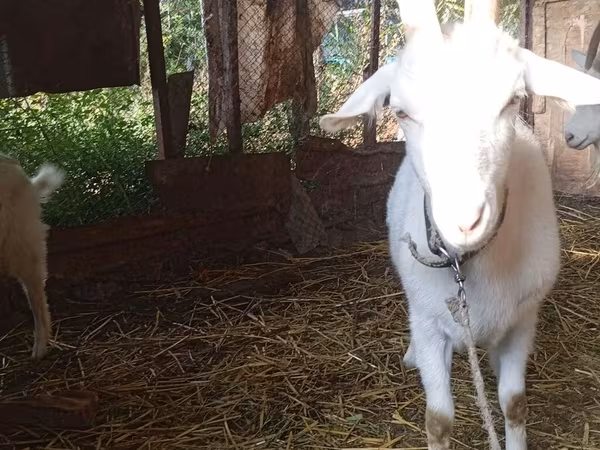 Ziege, Saanen goat