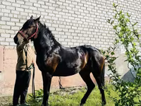 Horse (M), Swedish warmblood horse — photo 3