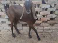عنزة, Najdi goat — الصورة 2