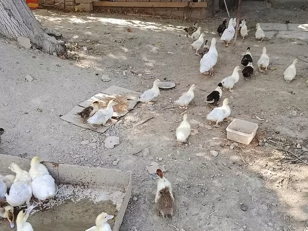 Domestic Muscovy