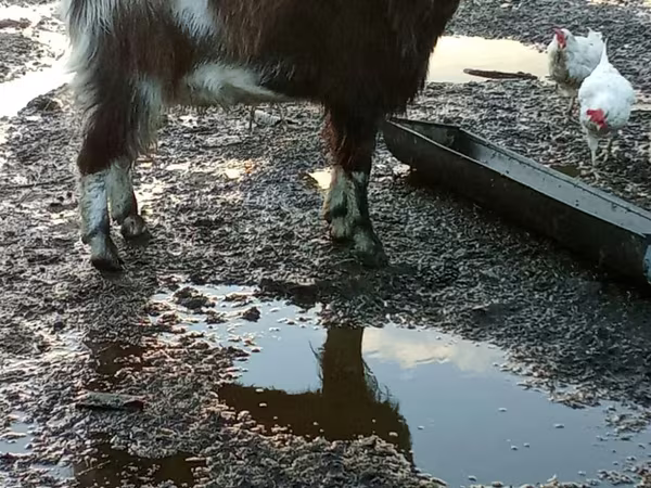 تيس, Alpine goat
