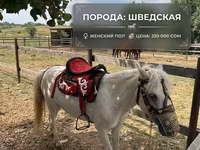 घोड़ा, North Swedish horse — फ़ोटो 5