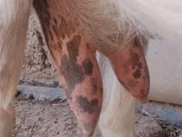Goat, Saanen goat — photo 5
