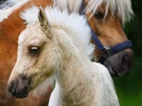 Horses (batch, sex not specified), Shetland Pony — photo 6
