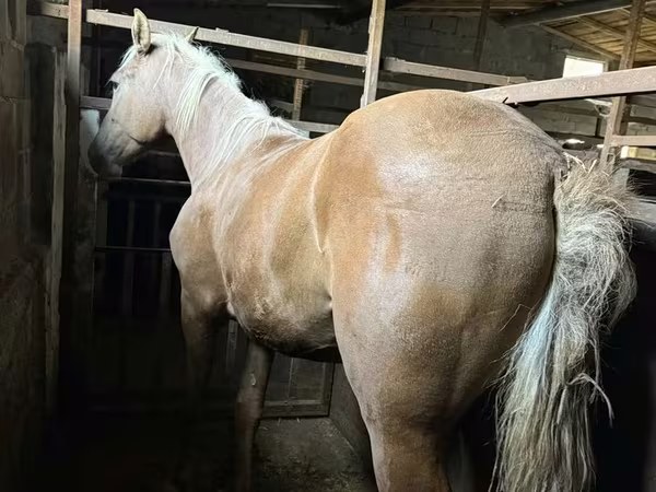 Mare, Horses