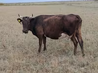 Vaca, Ukrainian grey cattle — foto 3