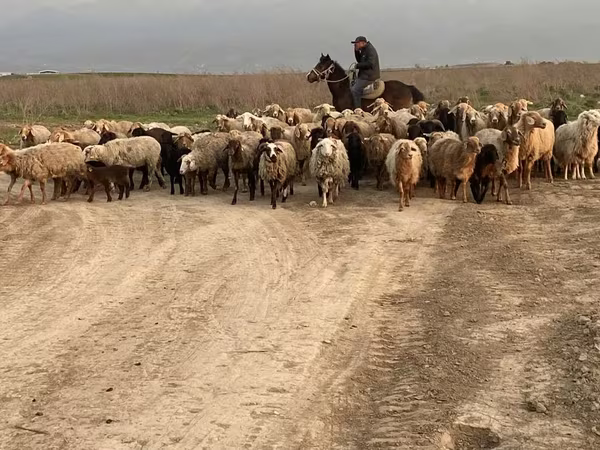 Баран, Бараны