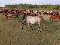 Yegua, Caballos — foto 2