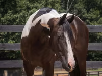 Hengst, Friesian — Foto 6