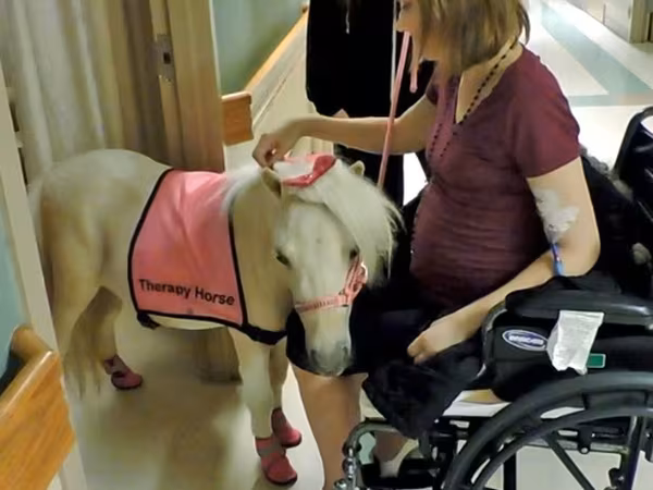 Stute, Miniature horse