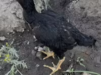 Shamo chickens — photo 2