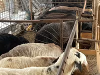 Widder, Schafe — Foto 1