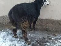 Toro, Ganado vacuno — foto 4