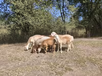 Ram, Afghan Arabi sheep — photo 8