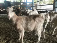 Ziegenbock, Saanen goat — Foto 5