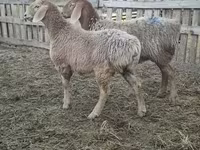 Sheep, Arashan sheep — photo 1