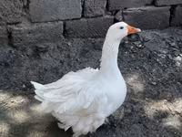 Geese — photo 2