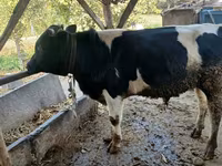Cow, Russian Black pied cattle — photo 2