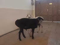 Carnero, Hissar sheep — foto 2