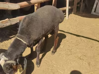मेढ़ा, Blackheaded Persian sheep — फ़ोटो 2