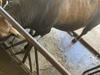 公牛, Swiss cattle — 照片 4