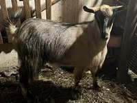 Ziege, Alpine goat — Foto 2