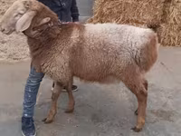 Widder, Arashan sheep — Foto 2