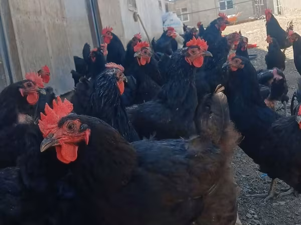 Gallo de pelea de fosa australiano