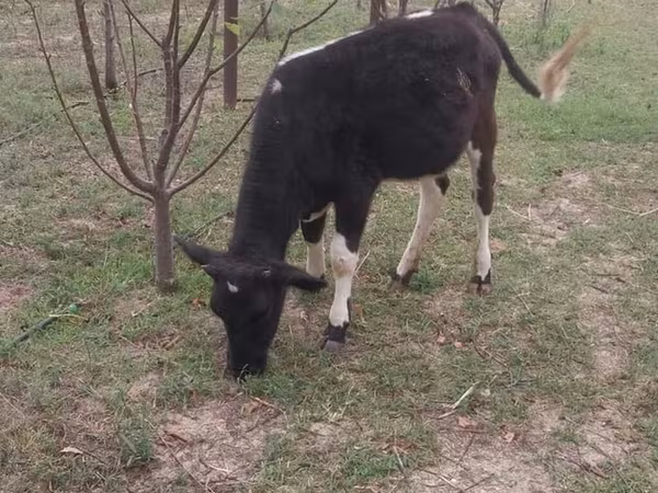 Vaca, Swedish red cattle